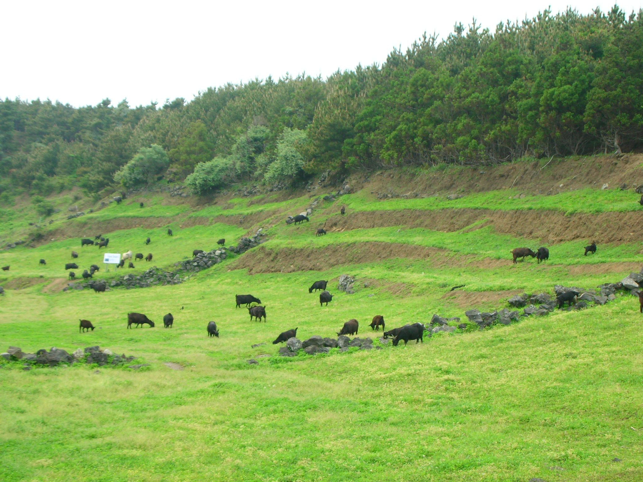  2007년 전체 야외답사(제주도) 4